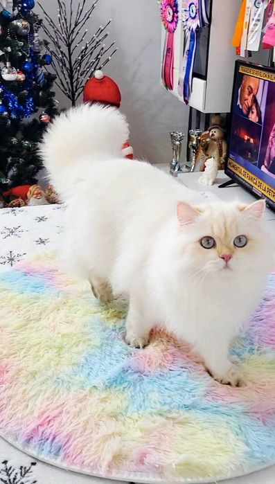British Longhair baiat superb pedigree