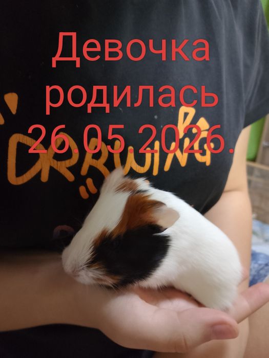 Продам морских свинок.