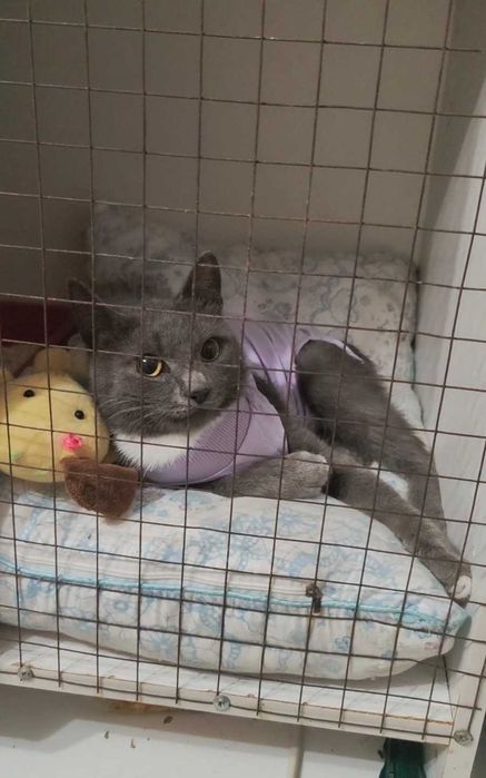 Нежная малышка ищет дом