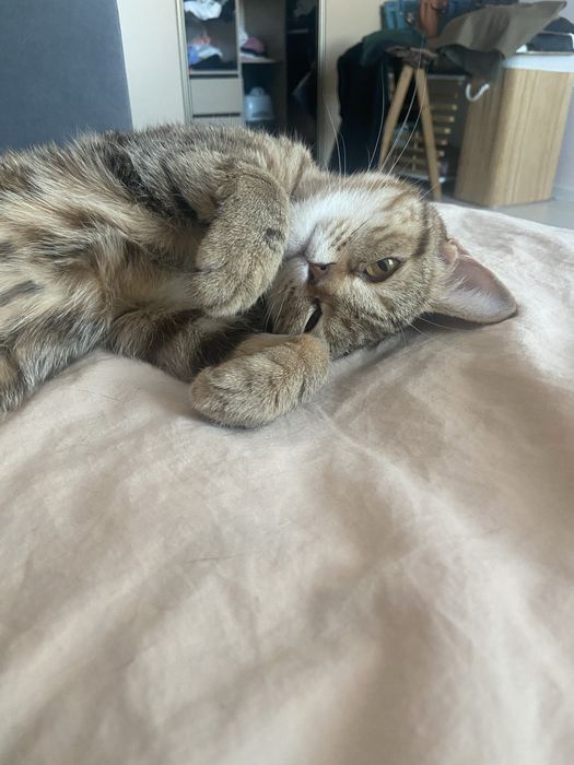 Кошечка ищет дом