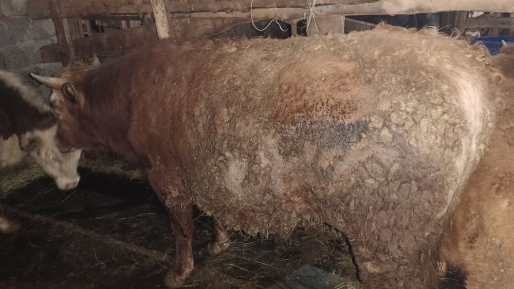 Продам бычки на мясо