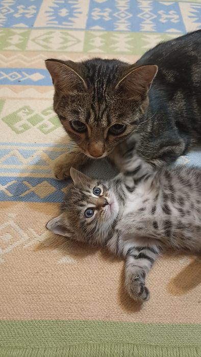 Продаем котят 1.5 месяца