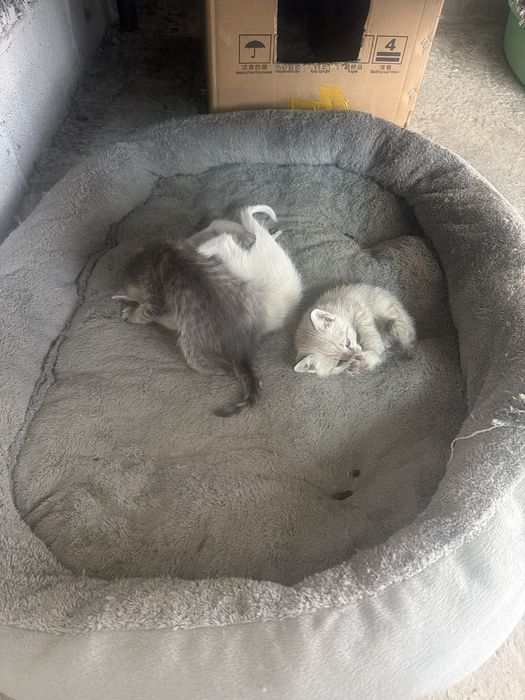 Отдам в хорошие руки