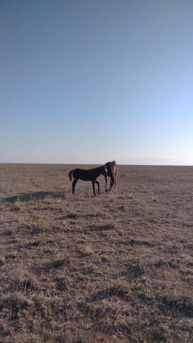 Сатылады: Үш бие құлынымен