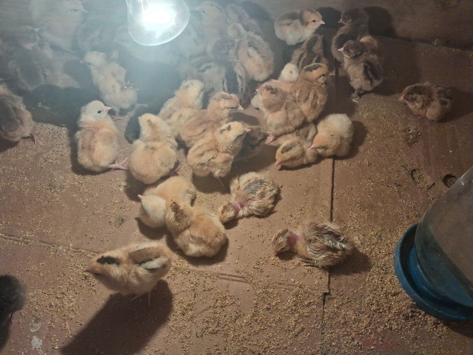 Суточные цыплята