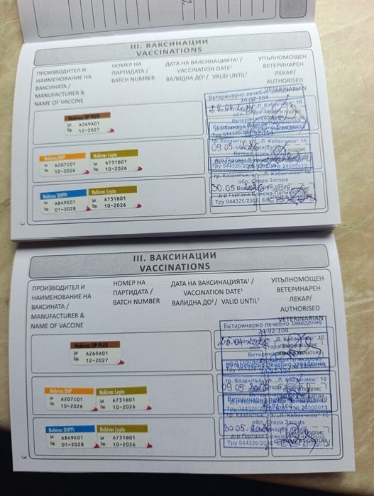 Домашни любимци кучета