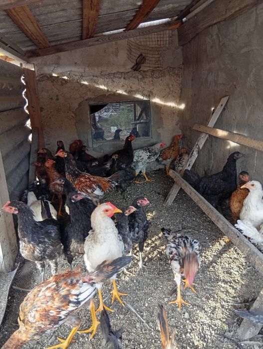 Продам молодых 4-5 месячных курочек.