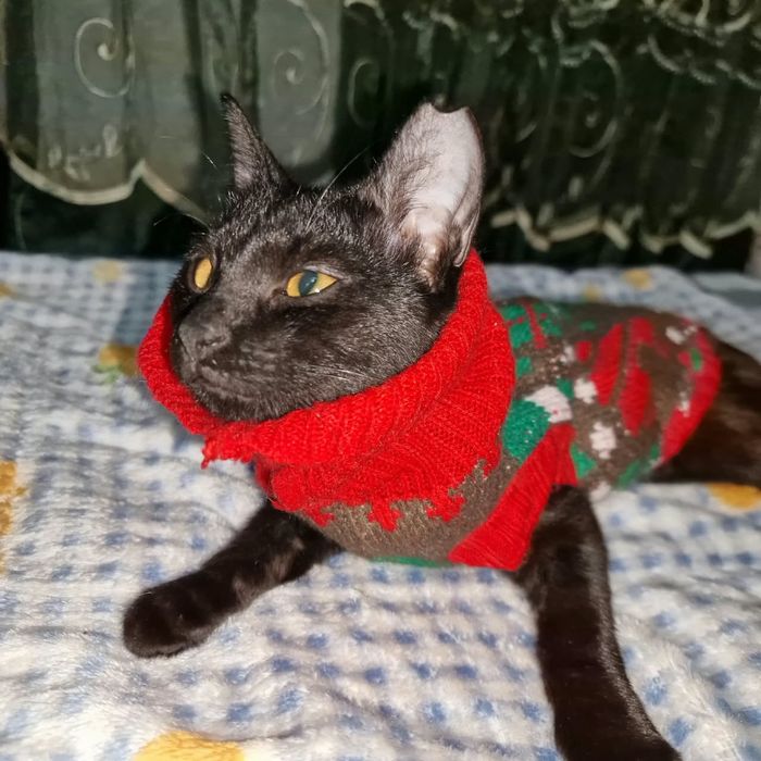 Котёнок с изюммнкой
