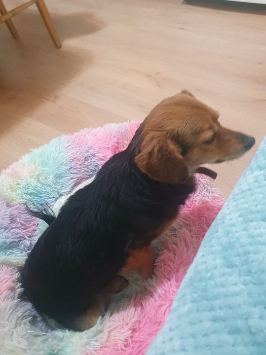 Спешно търси дом