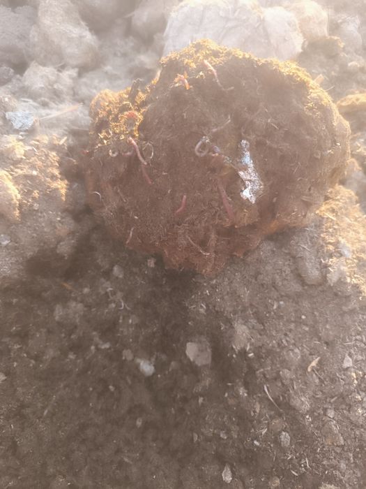 Биогумус,  тыңайтқыш