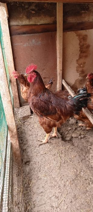 Тоза зотли ХАН ХЯП товук тухумлари сотилади