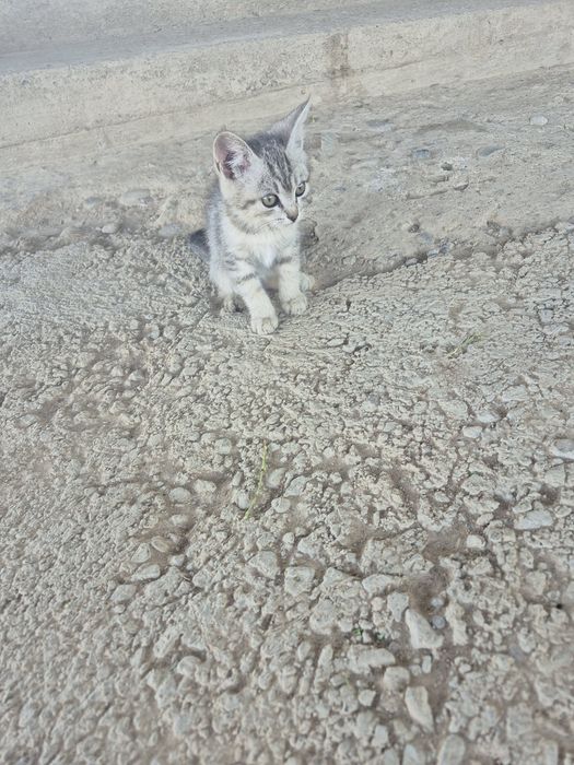 Отдам кошек в хорошие руки