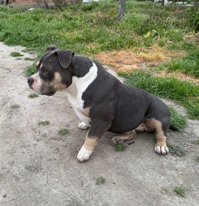 Американско були