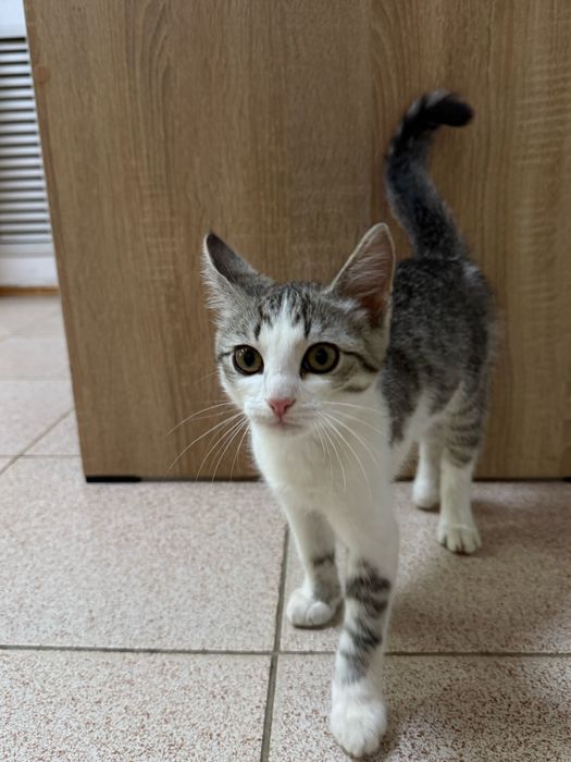 Котенок мальчик