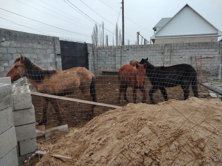 Жылқылар сатылады