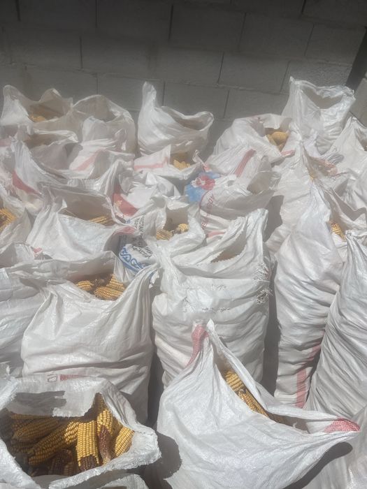 Продаю кукурузу 38 мешков