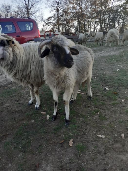 De vânzare 6 miei berbecuți și 4 oi