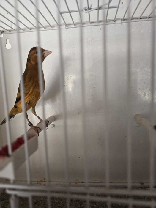 Canari de vanzare si hibrizi