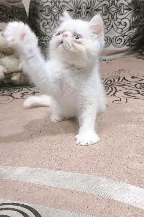 Экзотик мальчик из Проф.Питомника