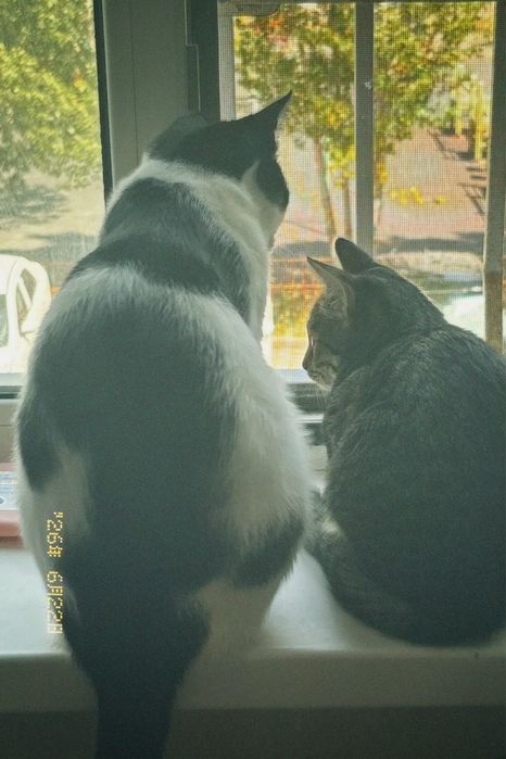 Отдам котов в добрые руки