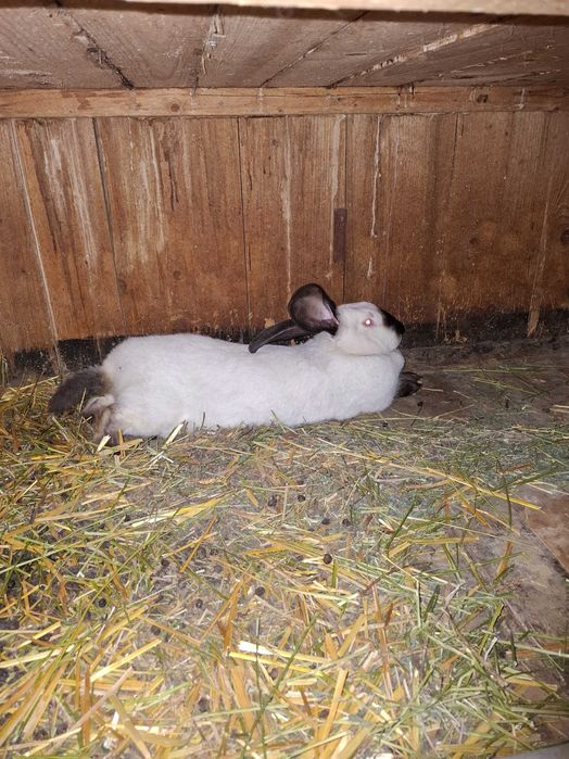 Iepuri Uriaș de Transilvania