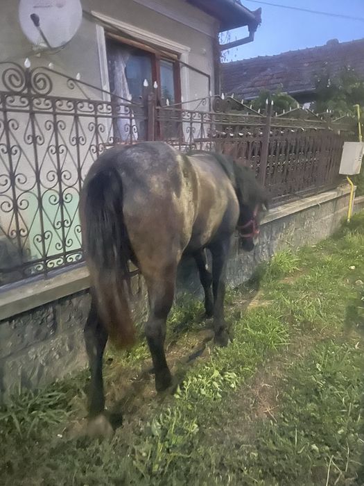 Vand manza de 2 ani