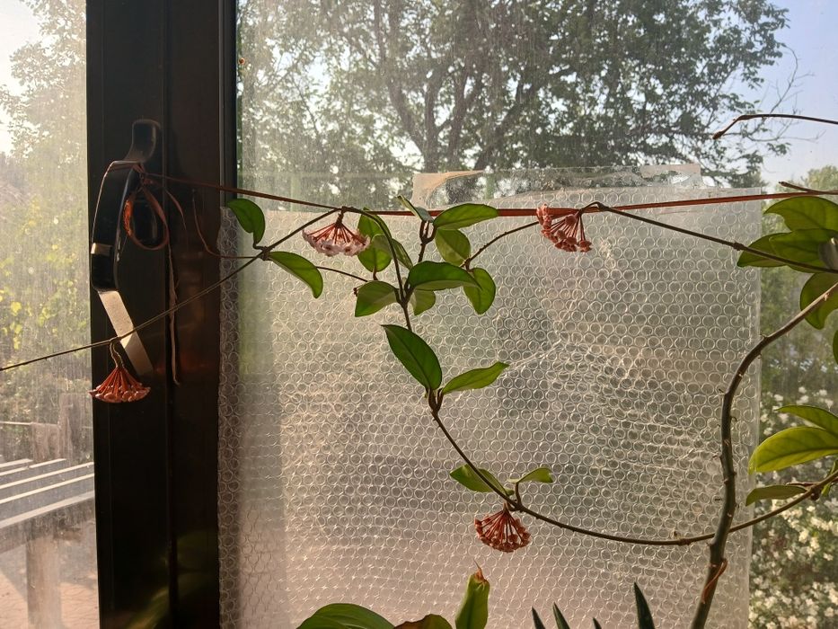 Цветок восковик. Цветущий