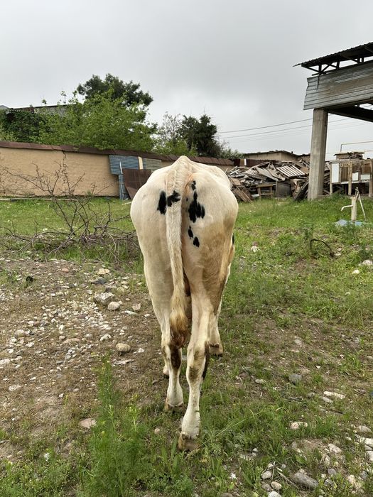 Buqa sotiladi golshteyn