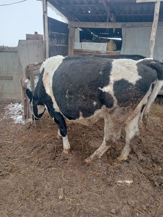 Асыл тукым сутты сиыр