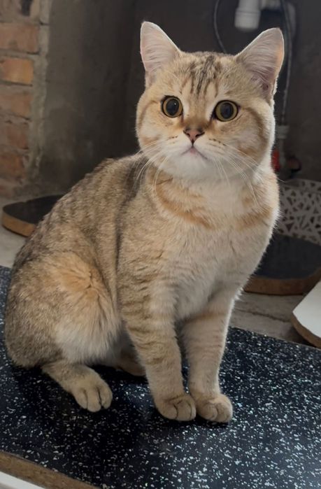 Шиншила 6 месяцев