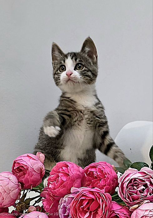 Очень ласковые котята! С доставкой!