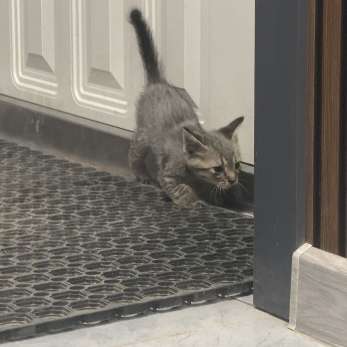 Котята канадского сфинкса