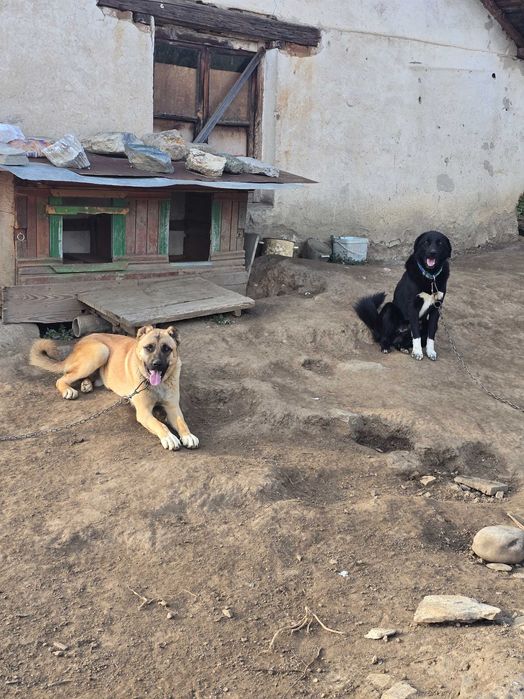 Куче на 2г. Обучен пазач на 100%  500лв.