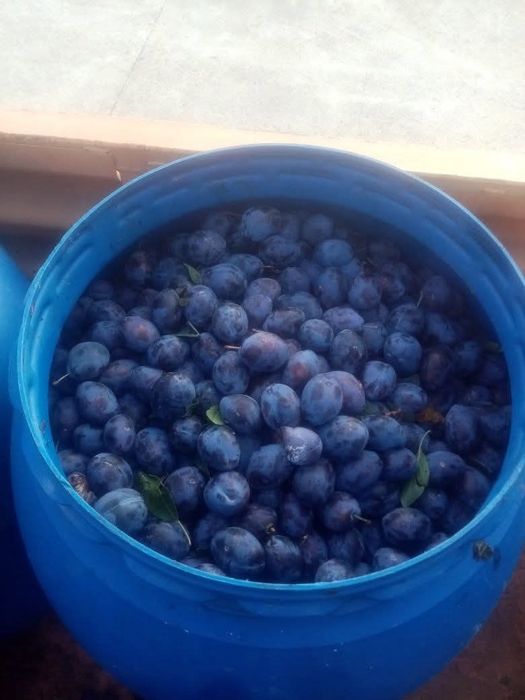 Prune  de tuica coapte