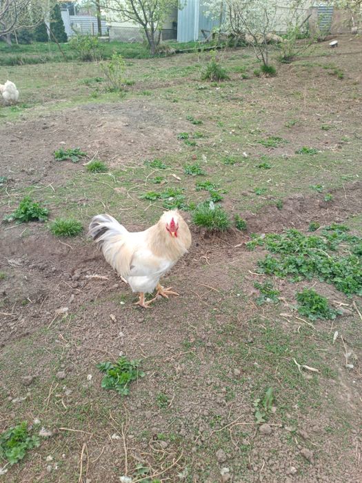 Продам Петуха домашнего