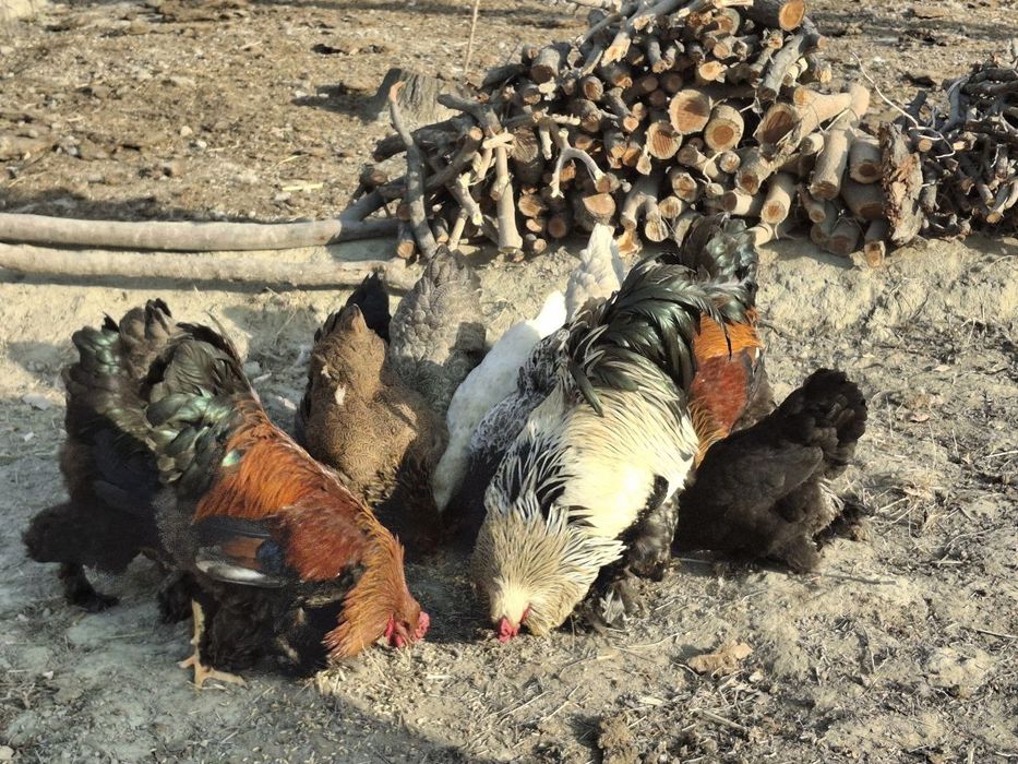 Брама хорозлар сотилади