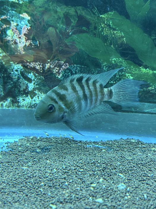 Цыхлозома чернополосая Самец