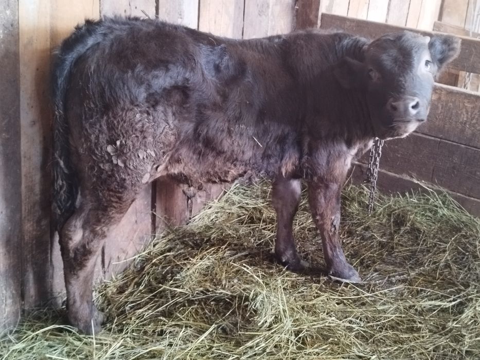 Vând 2 viței înțărcați un angus și un bălțat românesc două tăuraș de trei luni