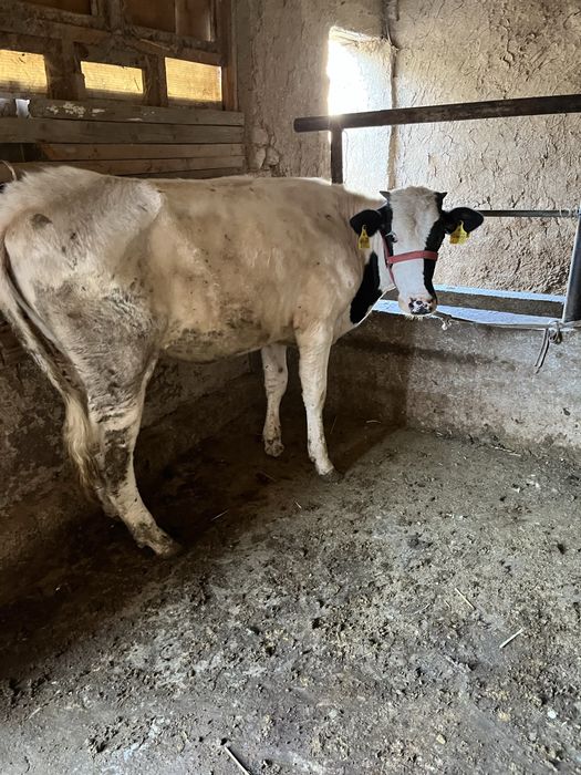 Срочни гунажн сотлади гибрит