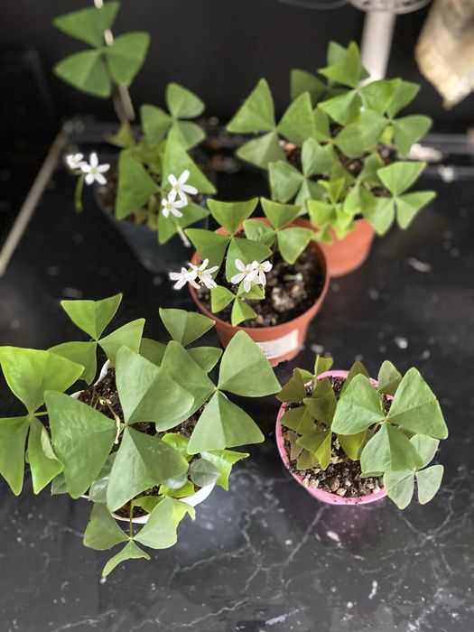 Оксалис зеленый, бабочка продам