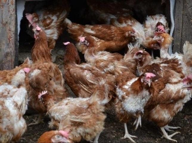 Куры несушки Красные