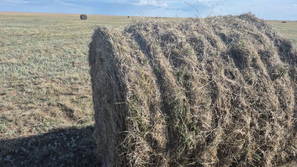 Житняк сено с поля, рулоны большие