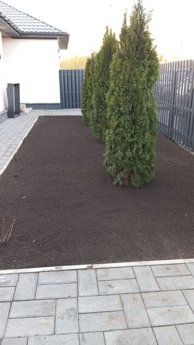 Можевельник туя яблоня ель