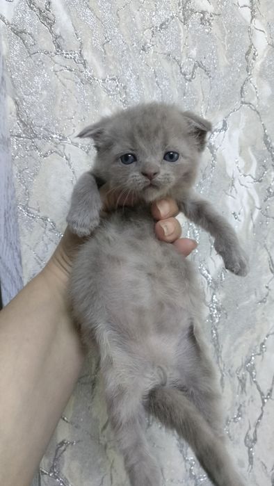 шотландские котята