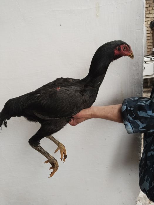 Dakan joja tovu uzun yirik narsa ota onasiyam toza narsala bogan