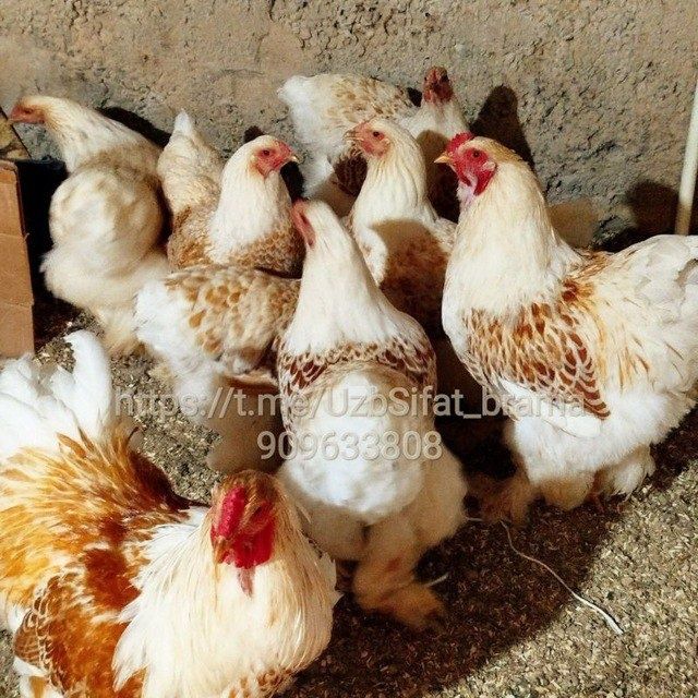 Brama Beliy zolota rangi