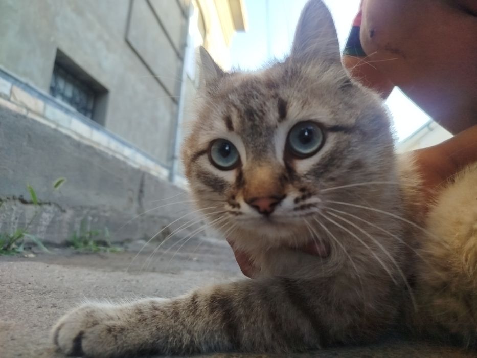 Zotor mushuk parodasi siyam va chiroyli  qolgan organgan uyda boqilgan