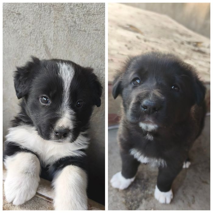 Щенки девочки отдам