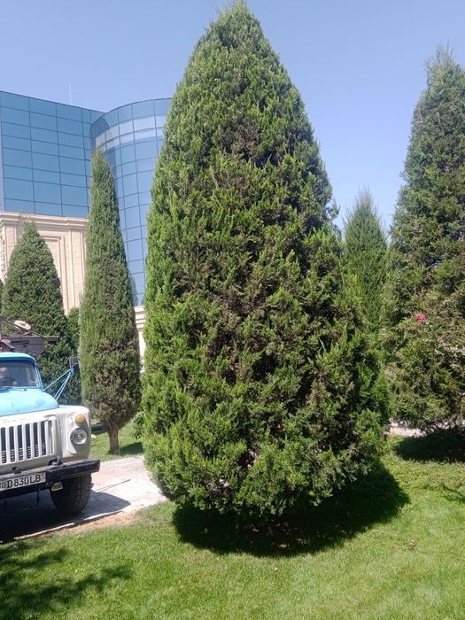 Landshaft gazon xizmati