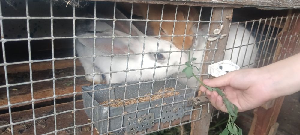 Продам дом.кроликов
